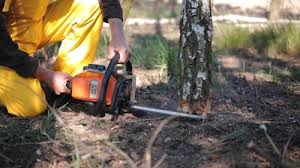 Best Tree Preservation Services  in Buellton, CA